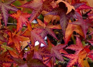 Co z samochodem po likwidacji działalności gospodarczej?