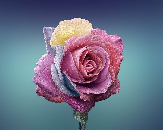 Czy liście róży są trujące?