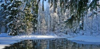 Ile wytrzyma pies na mrozie?