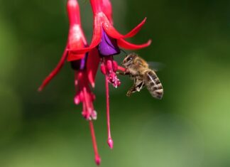 Czy kwiaty fuksji są jadalne?