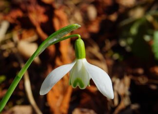 Jaka roślina jest najbardziej trująca?