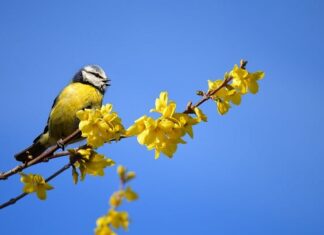 Czy kwiaty forsycji są jadalne?