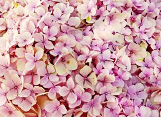 Czy hortensje są trujące?