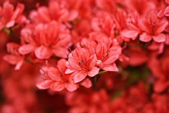 Czy kwiaty rododendrona są jadalne? Czy kwiaty rododendrona są jadalne?