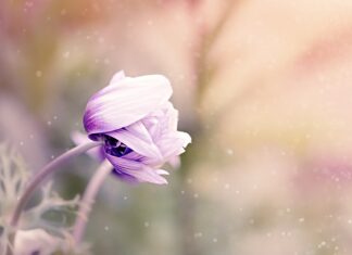 Przy jakich kwiatach nie można spać?