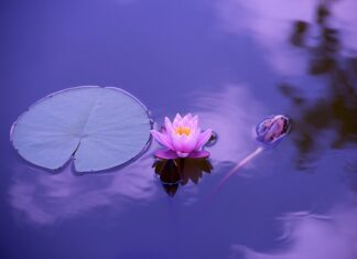 Czy lilie są szkodliwe?