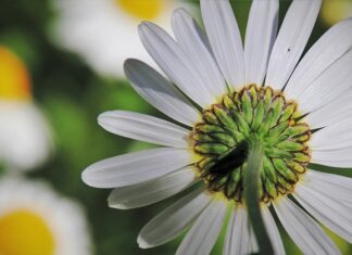 Czy margaretki są jadalne?