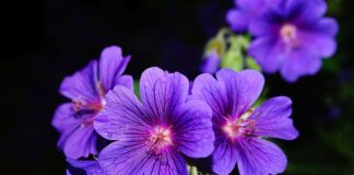 Czy liście pelargonii są jadalne? Czy liście pelargonii są jadalne?
