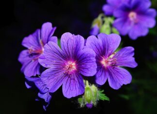 Czy liście pelargonii są jadalne?