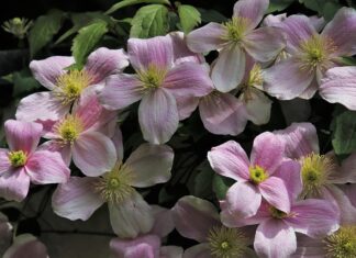 Czy clematis jest trujący?