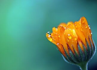 Czy wszystkie aksamitki są jadalne?