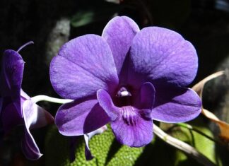 Czy dendrobium jest jadalne?