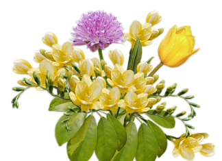 Czy kwiaty frezji są jadalne?