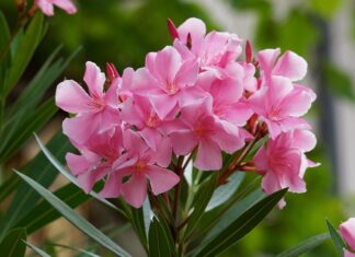 Czy Oleandry są trujące?