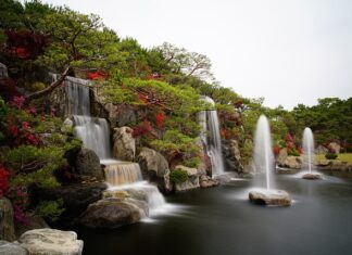 Czy azalia japońska jest trująca?