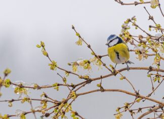 Jak zrobić herbatę z kwiatów forsycji?