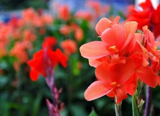 Czy mieczyki są trujące?