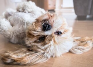 Po czym poznać prawdziwego shih tzu? Po czym poznać prawdziwego shih tzu?