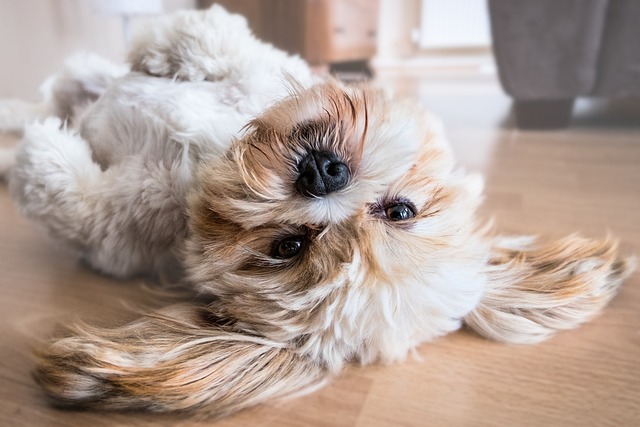 Po czym poznać prawdziwego shih tzu? Po czym poznać prawdziwego shih tzu?