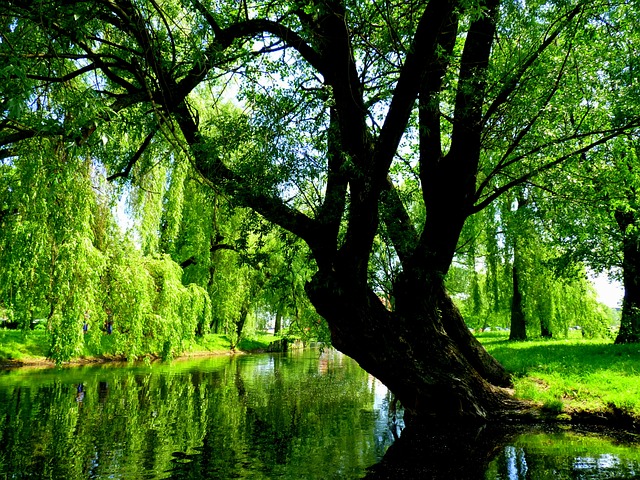 Skąd wzięła się nazwa Mazury? Skąd wzięła się nazwa Mazury?