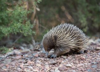 Od jakiego wieku kolczatka?
