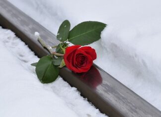 Jakie imię dać psu?