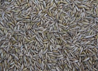 Kto produkuje kamery GoPro?