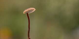 Co oznacza kłucie w uchu?