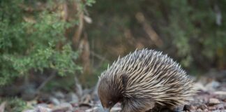 Czy kolczatka sprawia ból psu?