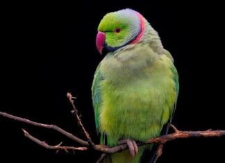 Czy pies może nosić obroże cały czas?