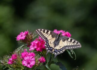 Jakie są najrzadsze imiona?