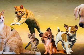 Po czym poznać że psy się bawią?