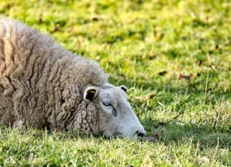 Co najbardziej męczy psa?