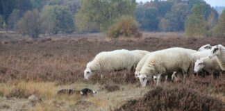 Jak zmusić psa do posłuszeństwa?